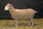 Coyote Acres Kiwi 477N